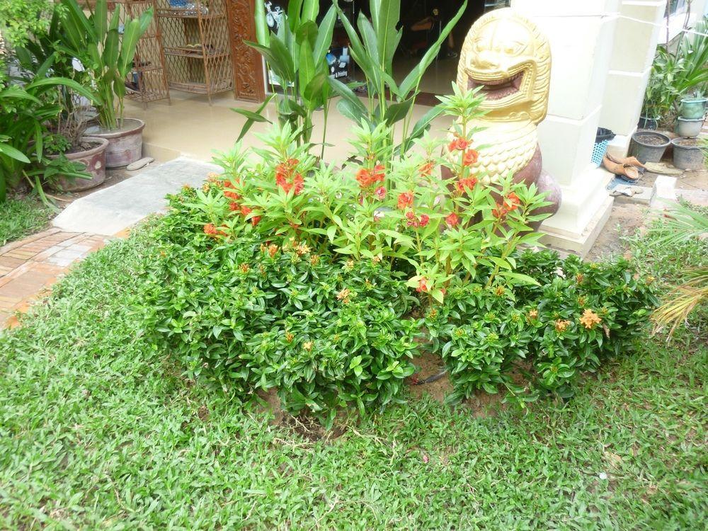 Angkor Reas Guesthouse 暹粒 外观 照片